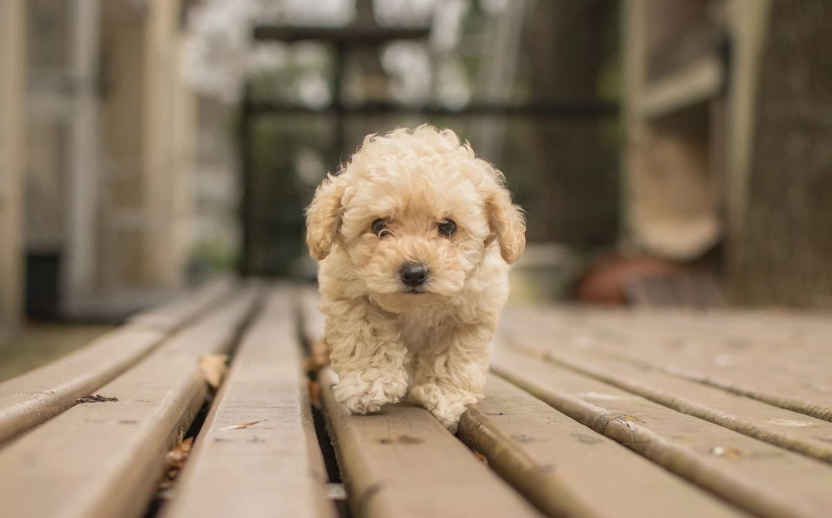 ¿Cuáles son las razas de perros más pequeños? Conoce sus características